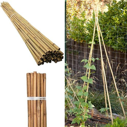 Versatile 6FT Bamboo Canes - Eco - Friendly Garden Support & Decor - Bamboo Can Do