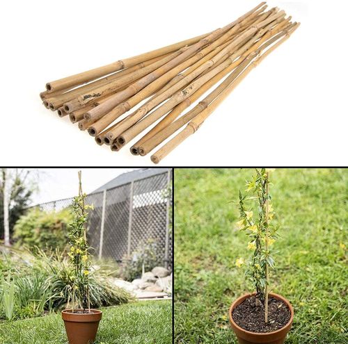 Versatile 6FT Bamboo Canes - Eco - Friendly Garden Support & Decor - Bamboo Can Do