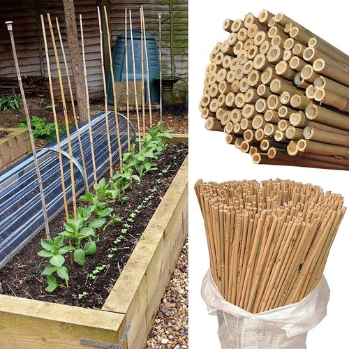 Versatile 6FT Bamboo Canes - Eco - Friendly Garden Support & Decor - Bamboo Can Do
