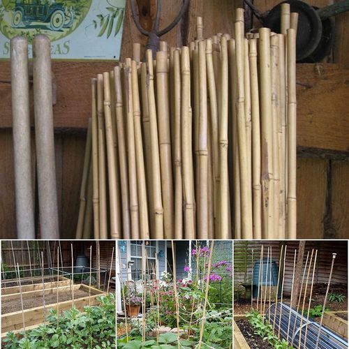 Versatile 6FT Bamboo Canes - Eco - Friendly Garden Support & Decor - Bamboo Can Do